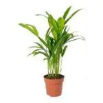 Marinetree Areca Palm live Plant