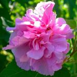 Marinetree Double Petal Hibiscus Pink flower Plant