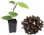 Zomoloco Black Pepper PlantGolmorich PlantBlack Peper Live Plant [CF2]