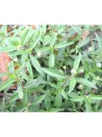 Odiplantz False daisy 2 Months Old Live Plant