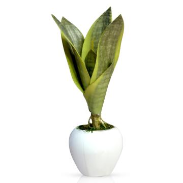 Fancy Mart Artificial Green Snake Plant in Small White Apple Pot 21.5 x 15 cm (FMDB-6031)