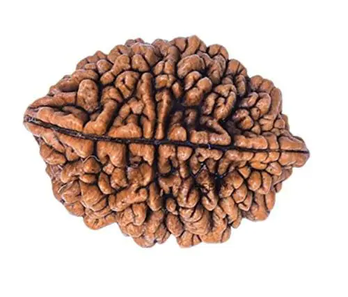 REBUY 2 Mukhi Wood Rudraksha