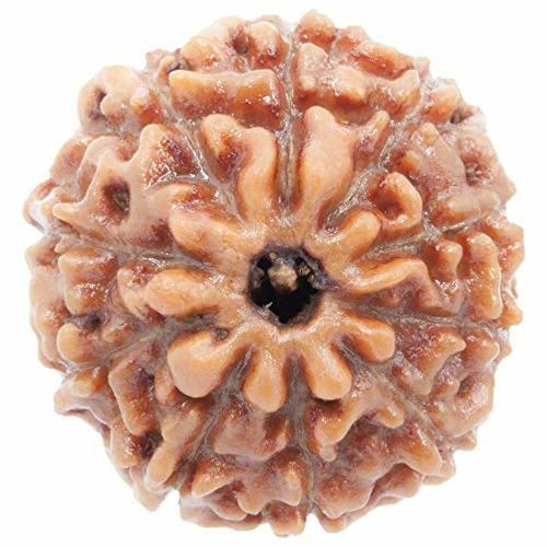 REBUY 10 Mukhi Wood Rudraksha