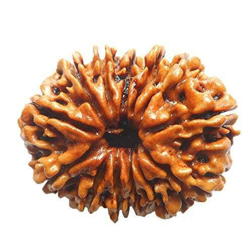 REBUY 13 Mukhi Rudraksha Bead