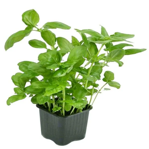 Potted Herbs Basil Each JioMart