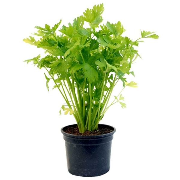Potted Herbs Celery Each JioMart