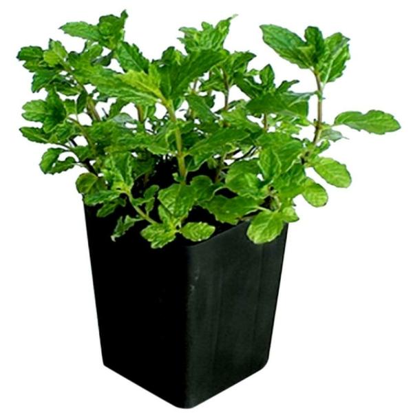 Potted Herbs Assorted Mint Each JioMart