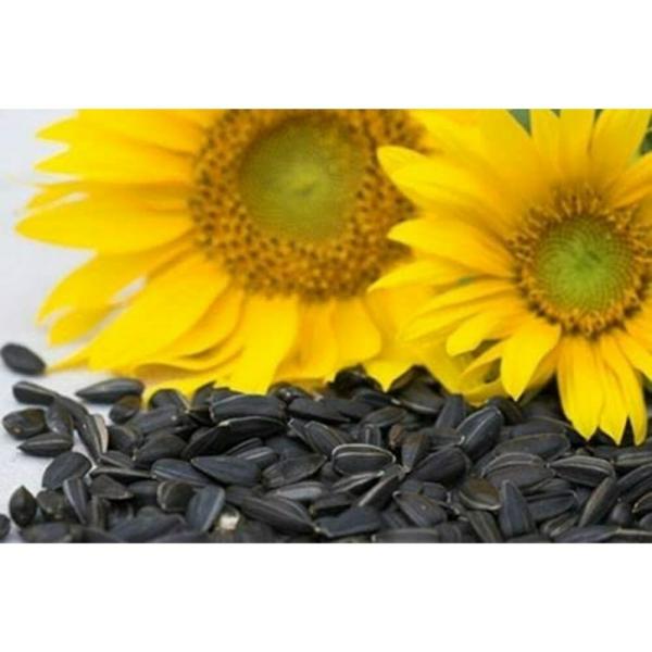 Taiyo Pluss Discovery Striped Sunflower Seeds For All Budgies Lovebirds