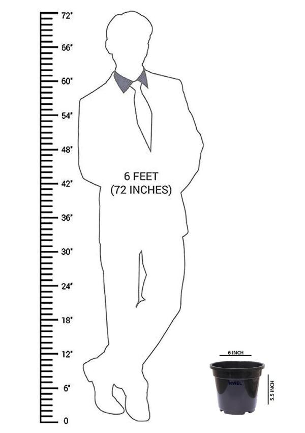 KWEL Nursery Pot 6inch Plastic Terracotta Color (Pack of 8) JioMart