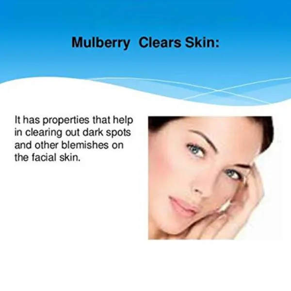 MGBN Gelatin With Mulberry Leaves Morus Alba Powder 2 In 1 Uses For