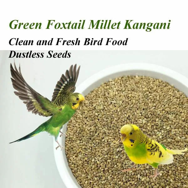 Jainsons Pet Products Green Foxtail Millet (Kangani) Small Bird Food