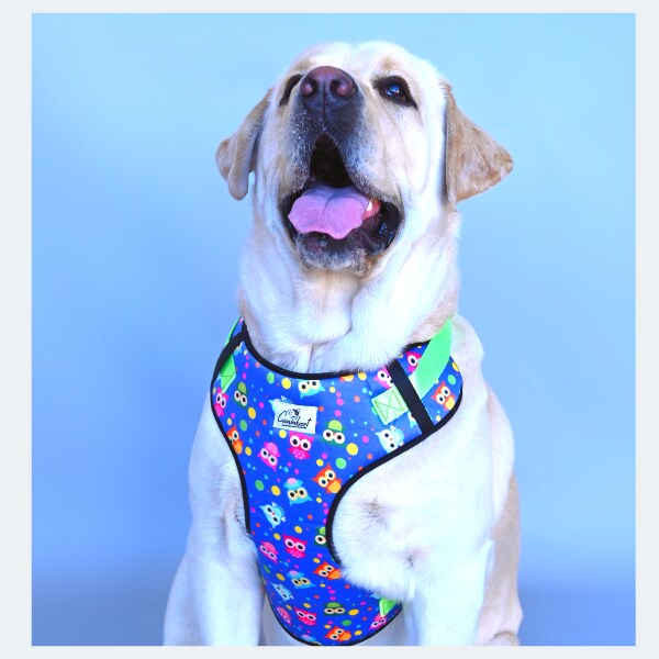 Caninkart Chest Harness For Dogs and Cats Xlarge JioMart