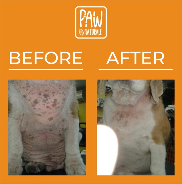 Paw Naturale 100g SUPAW HEMP HEALING BALM for dogs. Heals tick bites, wounds, rashes, skin