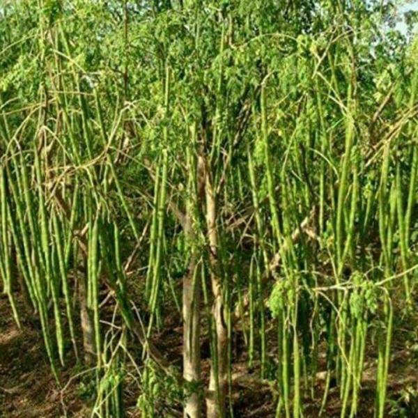 Moringa / Drumstick Seeds For Cultivation 250 Grms Appro 700 Seeds