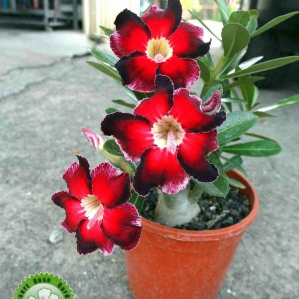 M-Tech Gardens Live Rare Adenium Desert Rose Seedling Plant - Variety ...