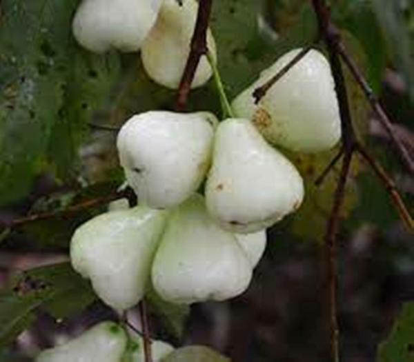 GLOBALPLANTS SWEET WHITE WATER APPLE PLANT / WHITE WATER APPLE PLANT