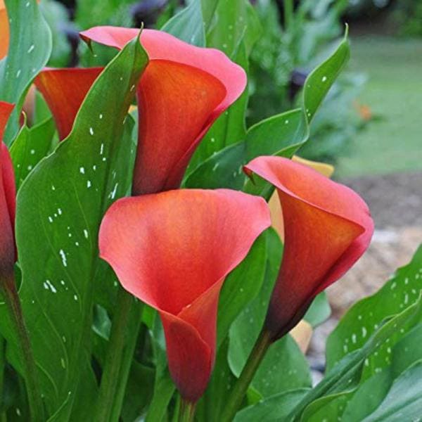 Plantogallery Arum Lily Flower Bulb (Pack Of 5) (Orange) Outdoor