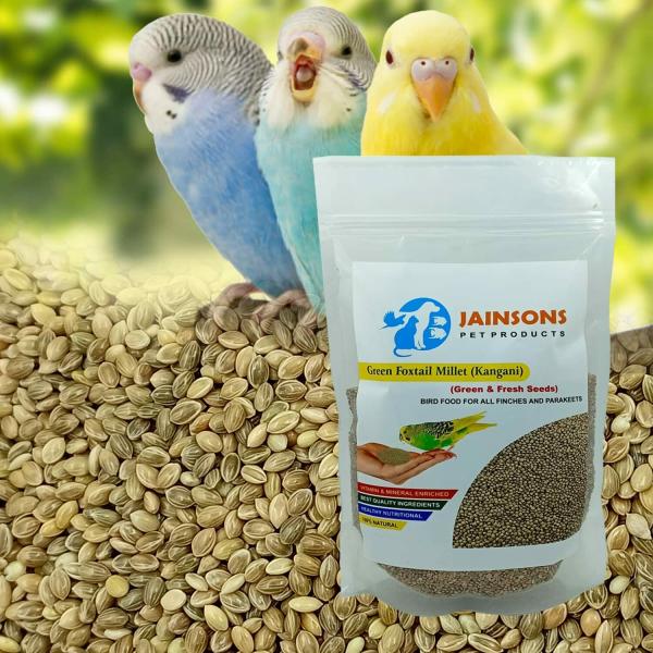 Jainsons Pet Products Green Foxtail Millet (Kangani) Small Bird Food