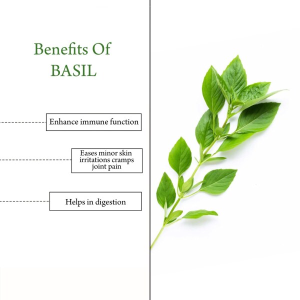 Samazh organic Basil Pure Essential Oil Natural Can be Used as