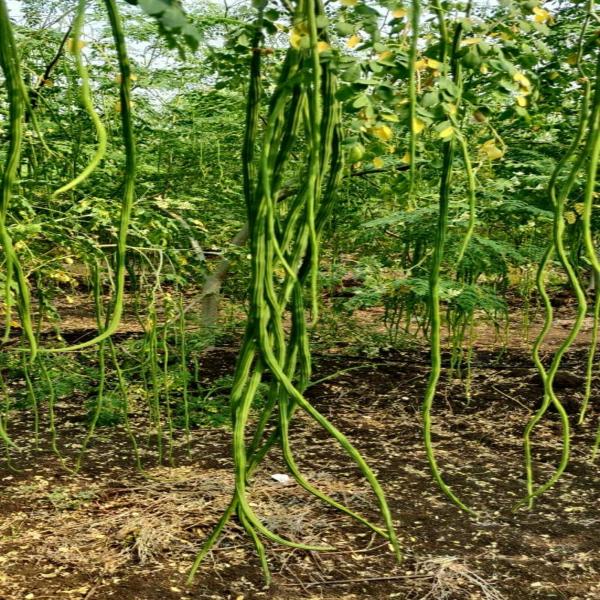 Moringa/Drumstick Seeds for Plantation Pack of 250 Grms JioMart