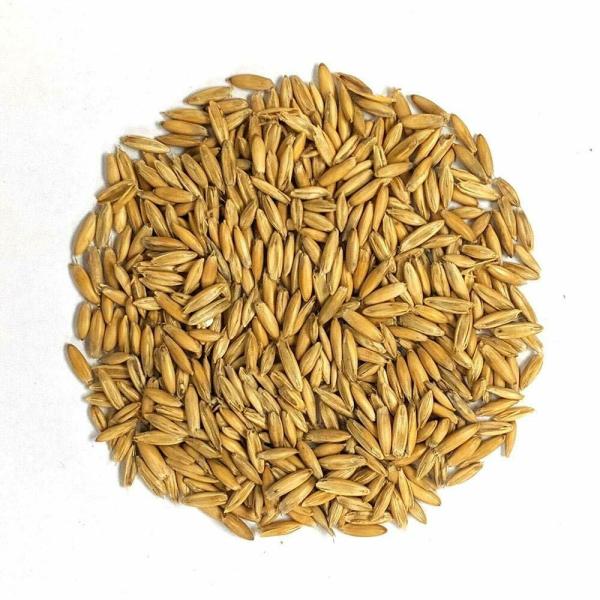 Pets Wizard Birds Food Long Oats Seeds for all Type of Birds 900
