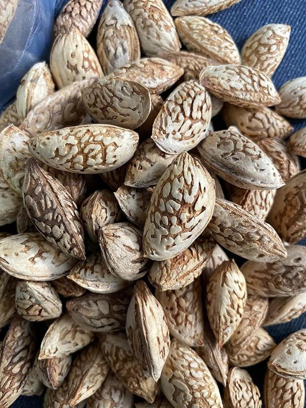 Kashmir Exotics Kashmiri Kagzi Mamra Almonds With Shell 800 G JioMart