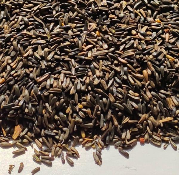 Sadhana Niger Seed For Bird 500 g JioMart