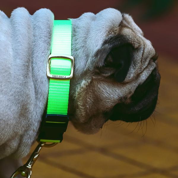 FORFURS Dog Classic Snap Collar for Small Dogs (Lime Green) JioMart