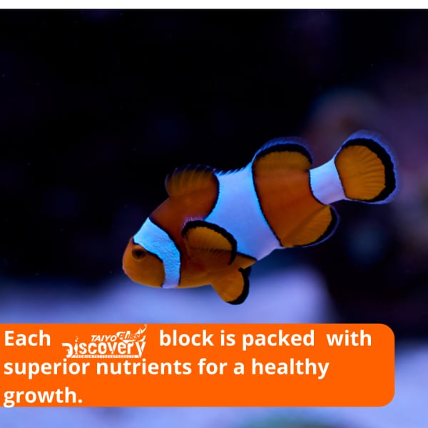 Aquarium holiday food Clearance