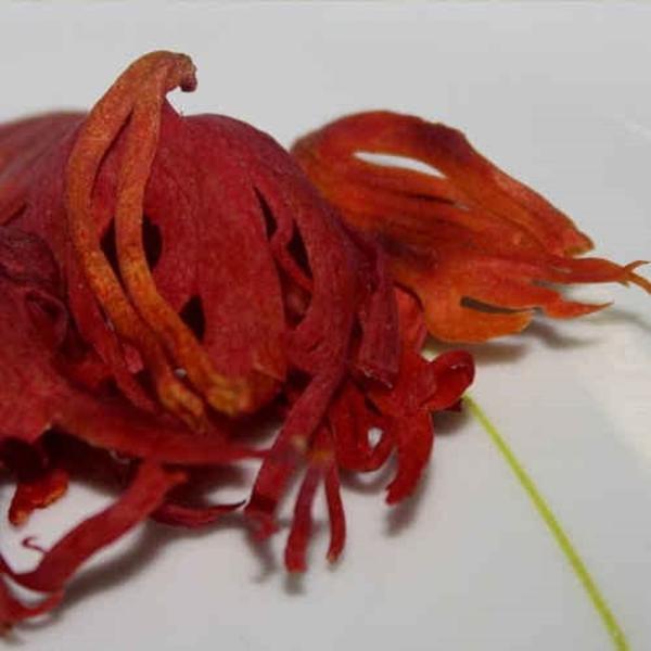 Chounk Spices Javitri Spice , 50g , Javitri / Japatri Flawer , Mace