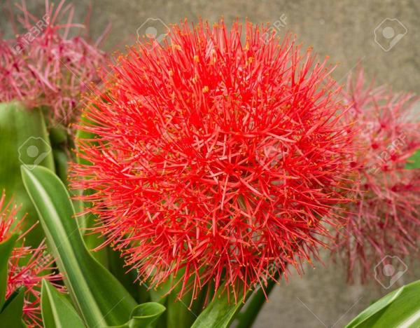 Plantogallery Football Lily Flower Bulb (Pack Of 2) (Multicolour) | Outdoor  Decor| Lawn and Garden| Garden| | Home Accessory| Home Decors| Lawn  Accessory| Garending Accessory| Football Lily Flower Bulb| - JioMart