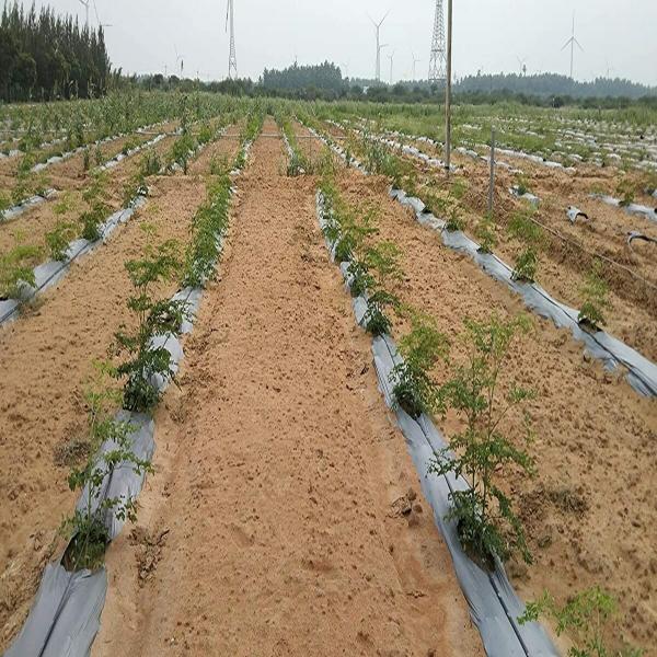 Moringa/Drumstick Seeds for Plantation JioMart