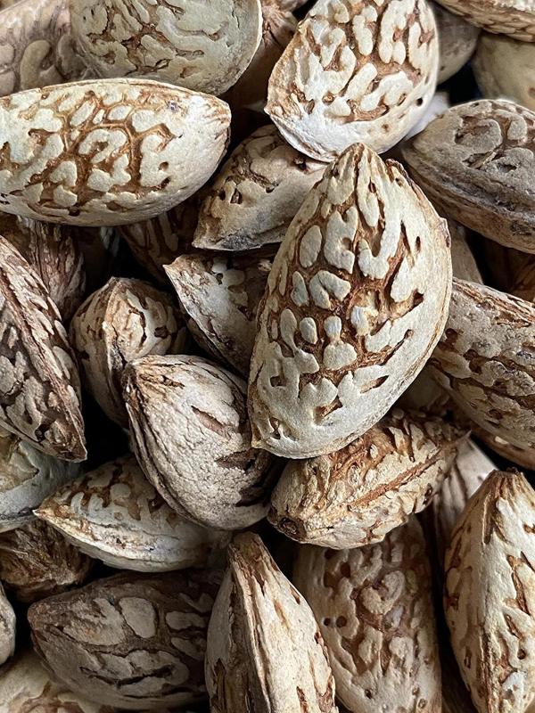 Kashmir Exotics Kashmiri Kagzi Mamra Almonds With Shell 400 G JioMart