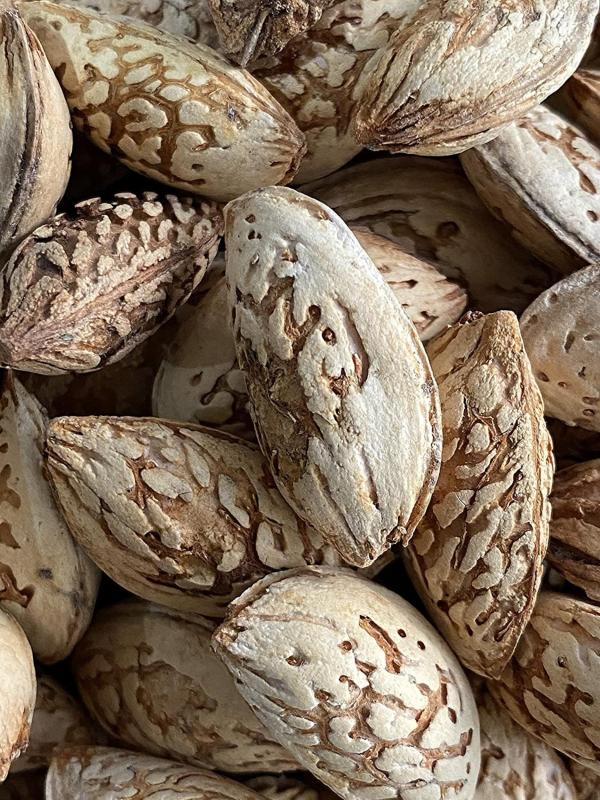 Kashmir Exotics Kashmiri Kagzi Mamra Almonds With Shell 400 G JioMart