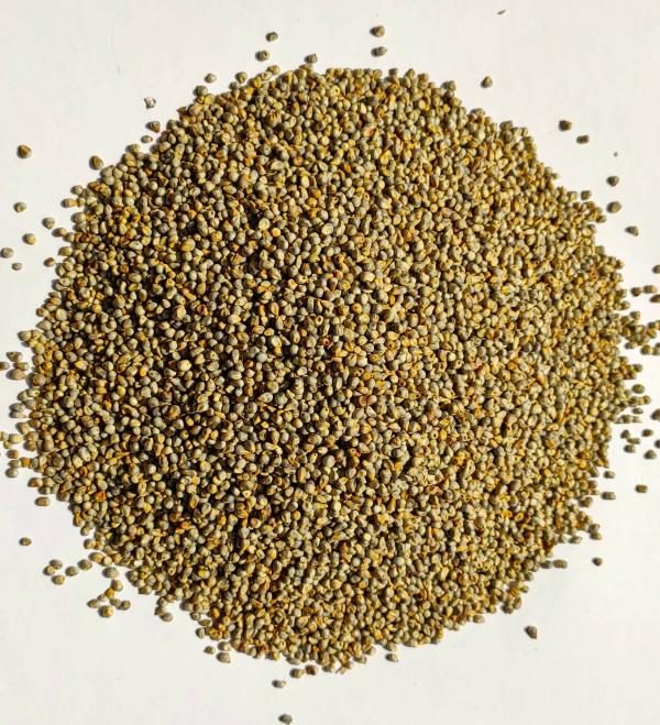 Sadhana Pearl Millet For Bird 500 g JioMart