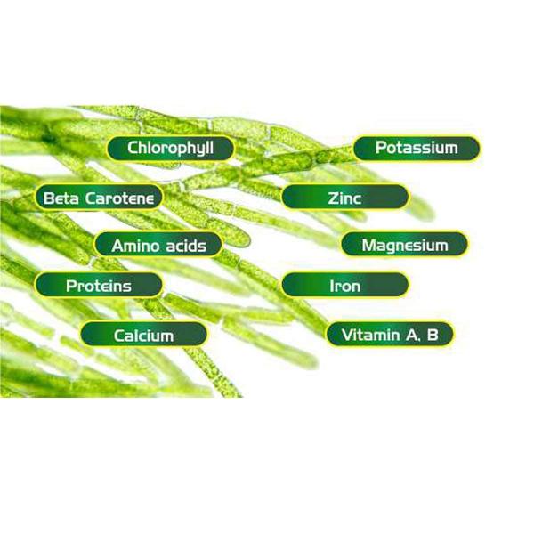 Herbal Hills Spirulina 900 Tablets JioMart