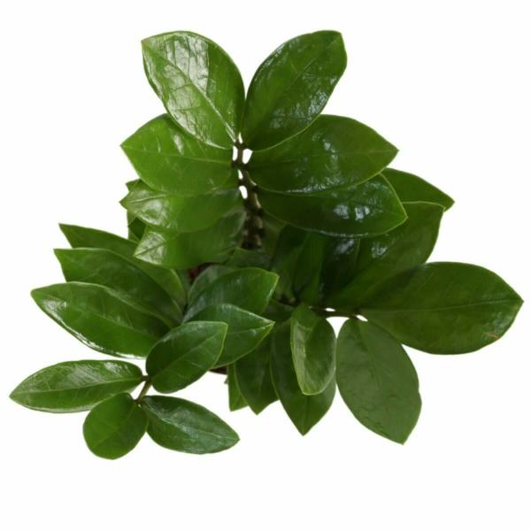 Zz Plant (Zamia) with Self Watering Pot JioMart