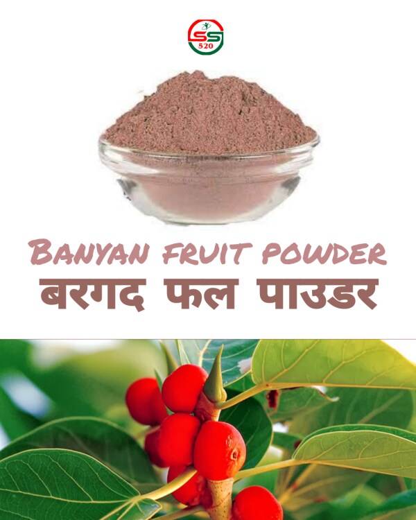 SS520 Banyan Fruit Powder 50g. Bargad Phal Powder Aalam Palam Ficus