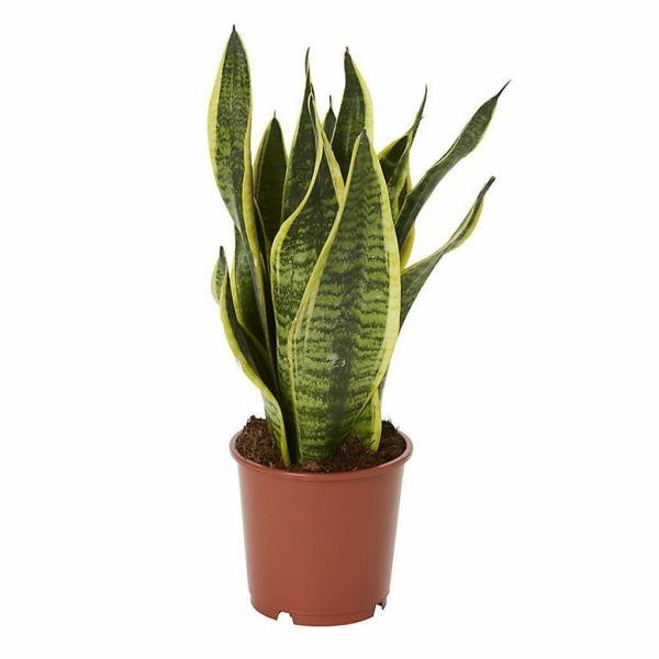 Guuchuu Live Snake Plant Air Purifier Indoor JioMart