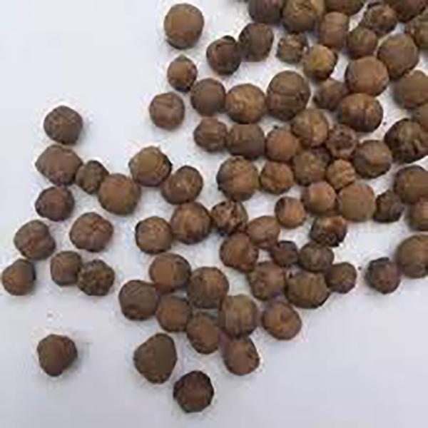 MGBN THE PATH FOR THE HEALTHIER LIFE WITH BEAUTY Burma Teak Wood Seeds