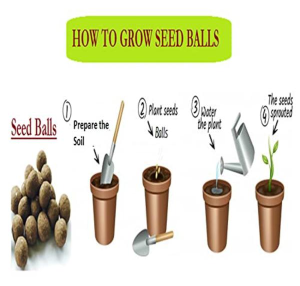 Mgbn The Path For The Healthier Life With Beauty Growable Seed Balls Of