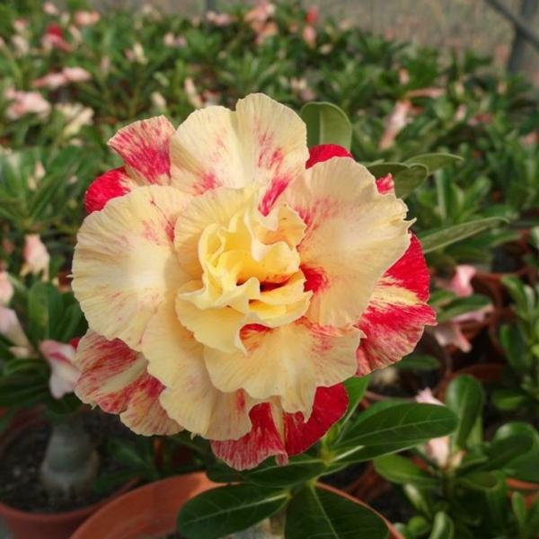 M-Tech Gardens Live Rare Adenium Desert Rose Seedling Plant - Variety ...