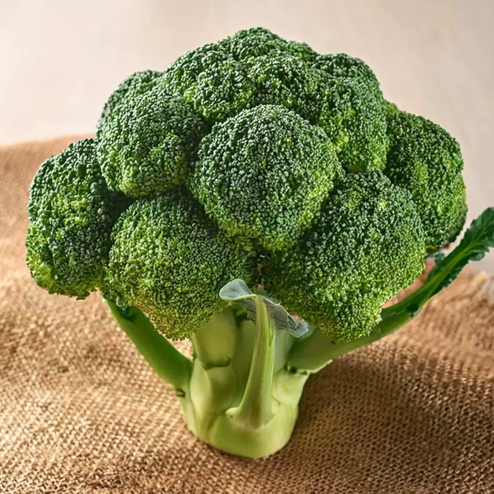 【broccoli】 Organic Broccoli Florets Frozen – GreenDNA® India