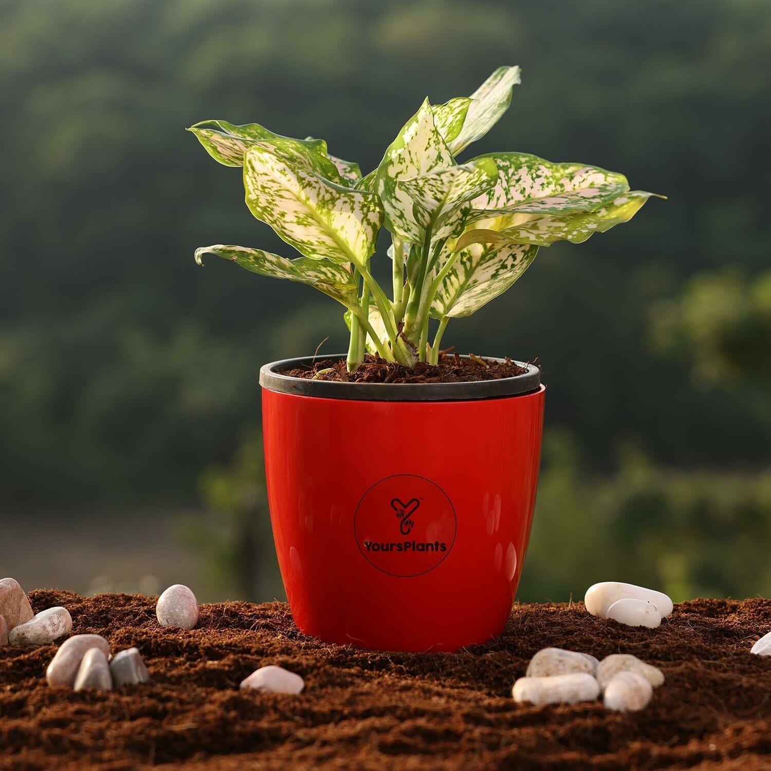 Buy Yours Plants Green Aglaonema Elene (Mini) Live Indoor Plant