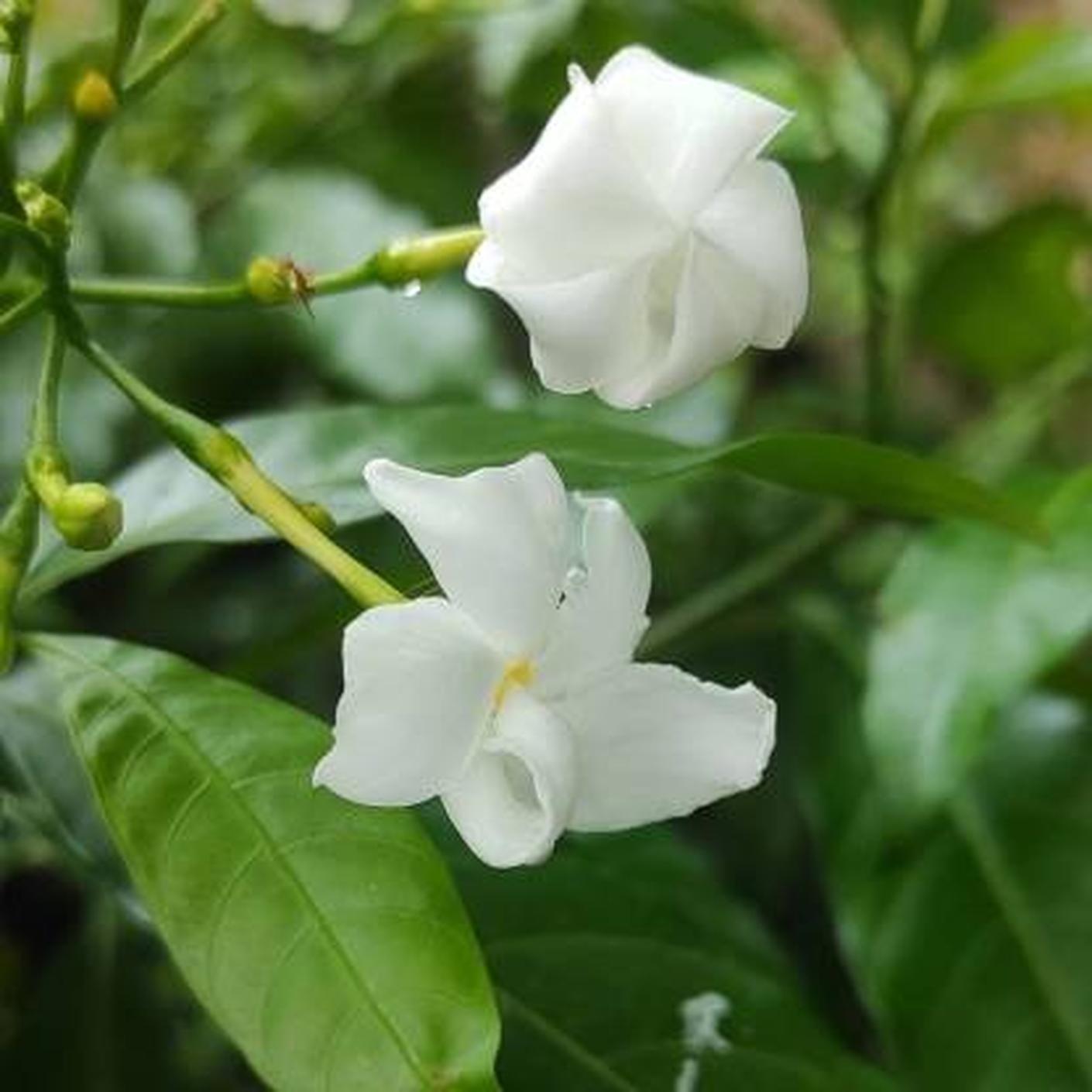 Buy Cloud Farm Jasmine Crepe Jasmine Chinese Tagor Night Blooming