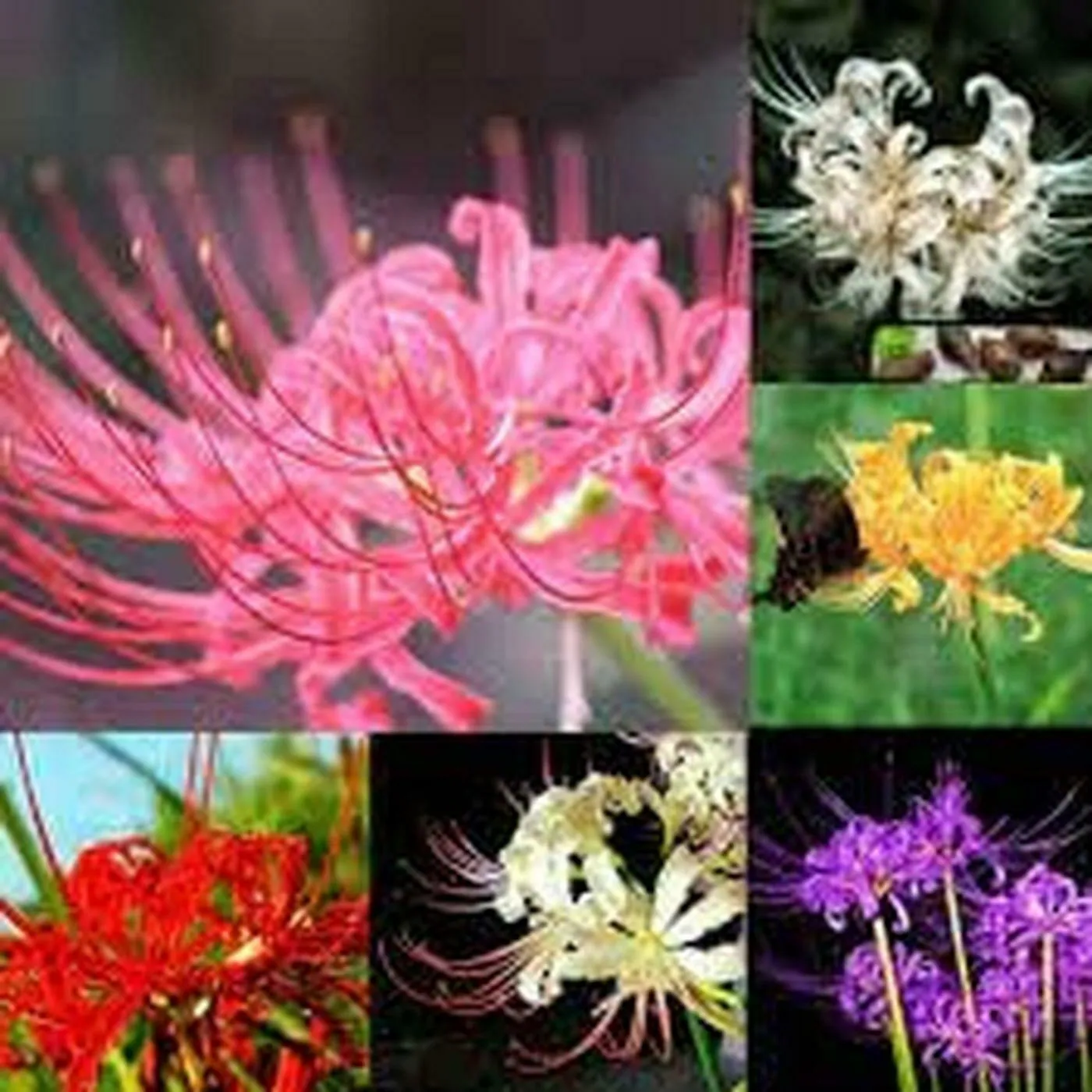 Buy PARYAVARAAN Lycoris Flower Bulbs For Home Gardening (pack of 2