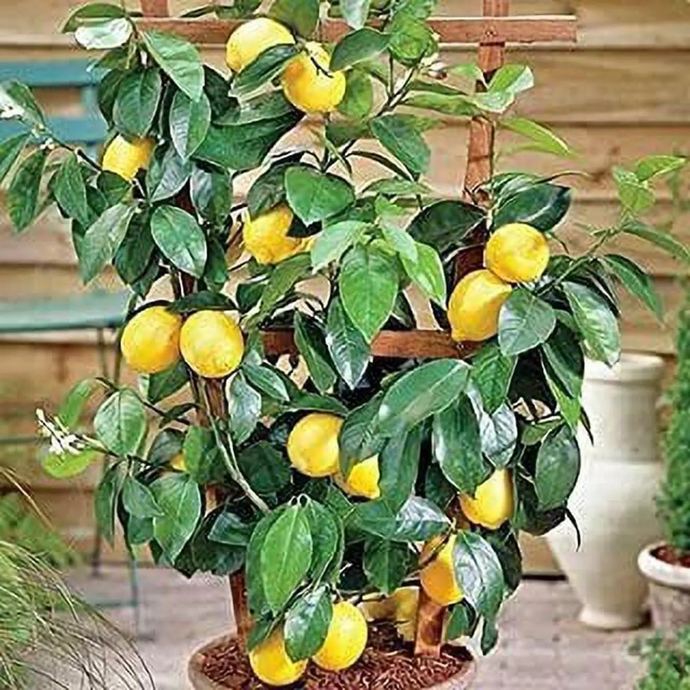 Buy Cloud Farm Hybrid Lemon Plant - 180 mm CF_1012asd1413 Online