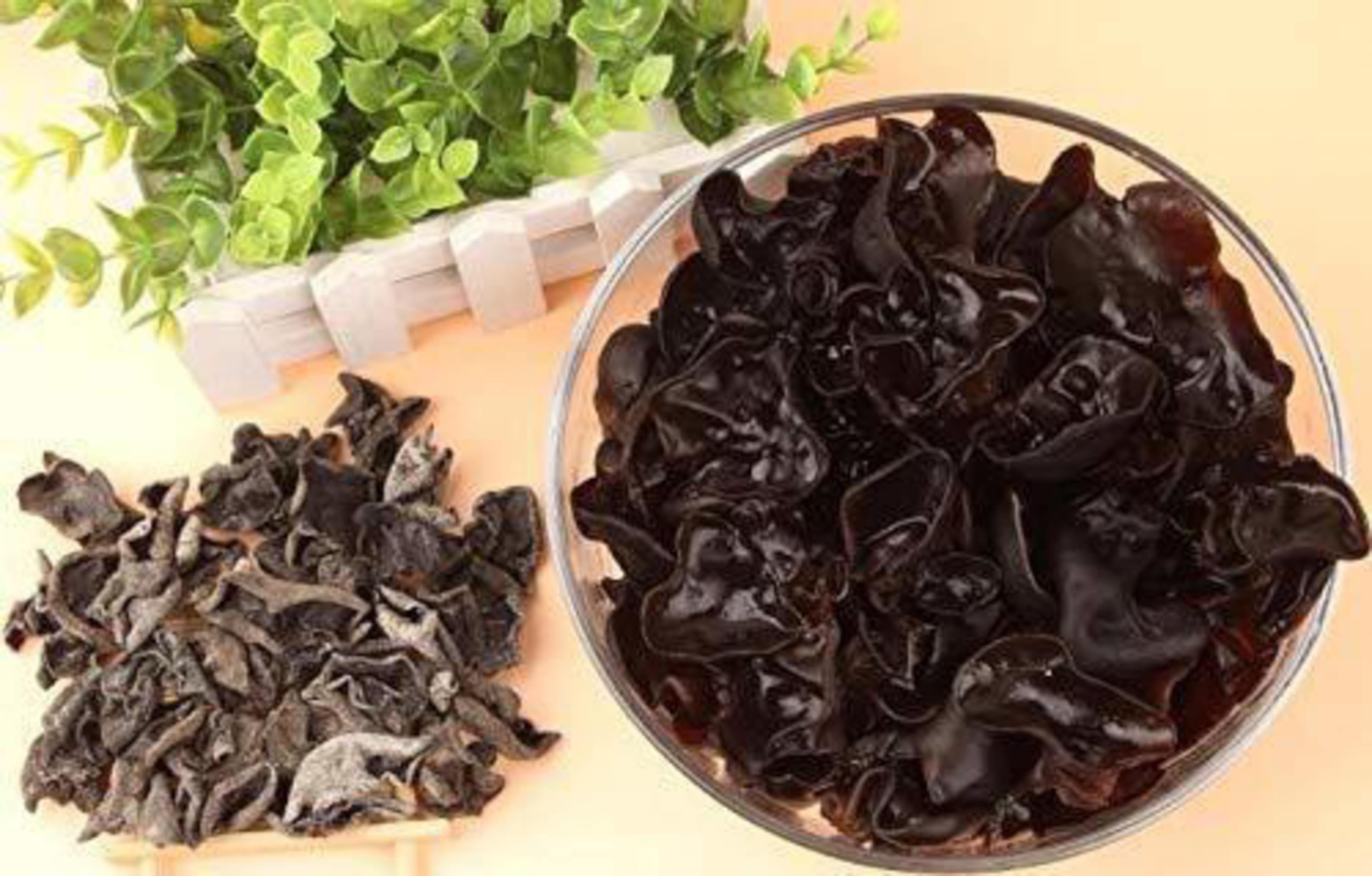 FUNGUS 完売間近！！ Conservation news on Fungi