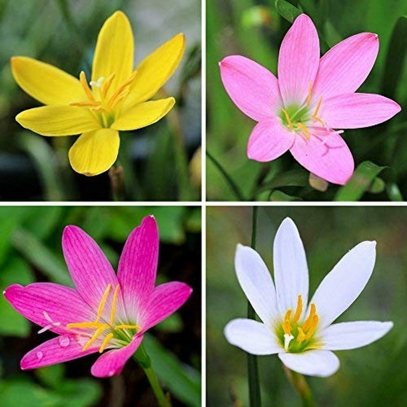 Buy PARYAVARAAN Zephyranthes Rain Lily Flower Bulbs, Multicolour