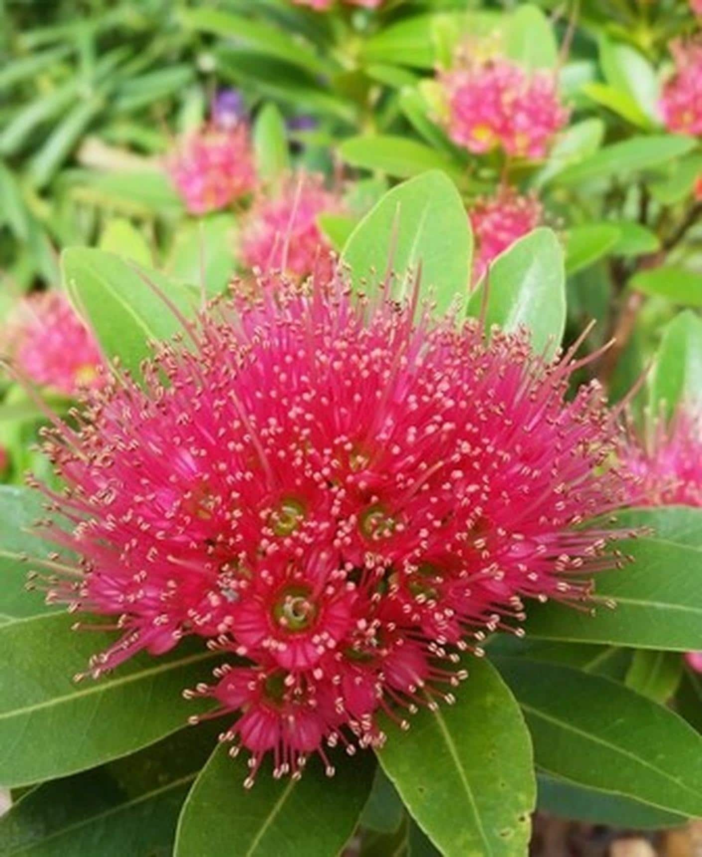 Buy Cloud Farm Hybrid Pink First Love Flower ZZ Plant - 200 mm